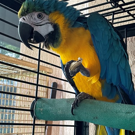 Blue and Gold Macaw #186222 for sale in Ft. Pierce , FL