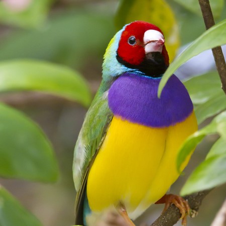 lady gouldian finch lady gouldian finch