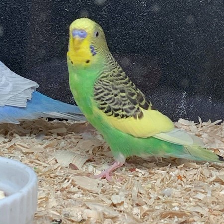 Budgerigar #186334 for sale in Webster, NY