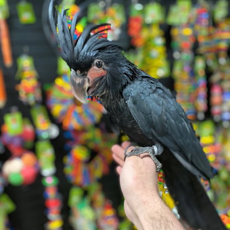 black palm cockatoo for sale