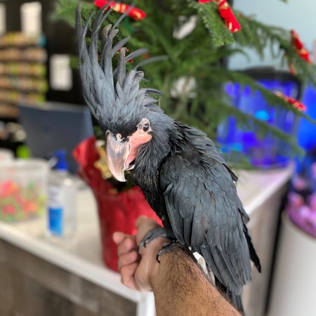 black palm cockatoo price