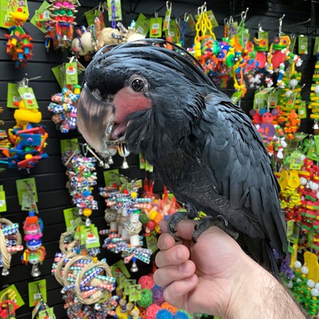 black palm cockatoo for sale near me