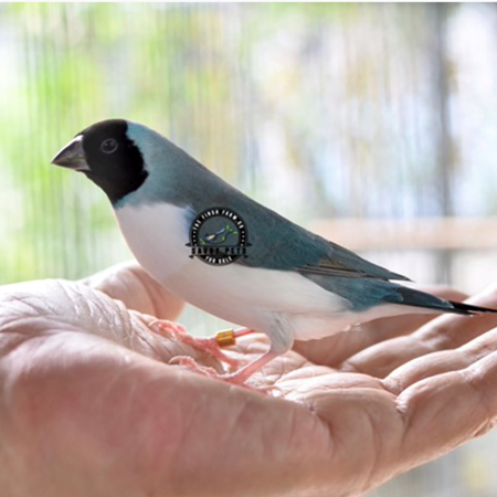 Lady Gouldian Finch #187013 for sale in Shop Online, WA