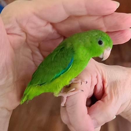 green rump parrotlet for sale