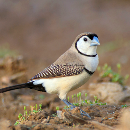 Owl Finch
