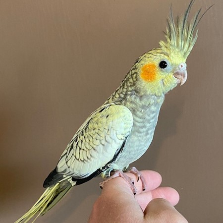 Cockatiel #187820 for sale in Rogers City, MI