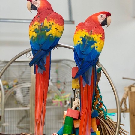 Scarlet Macaw #188064 for sale in Sacramento, CA