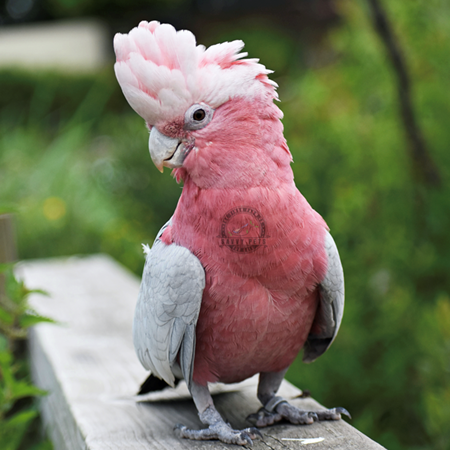 movie with a rose breasted cockatoo