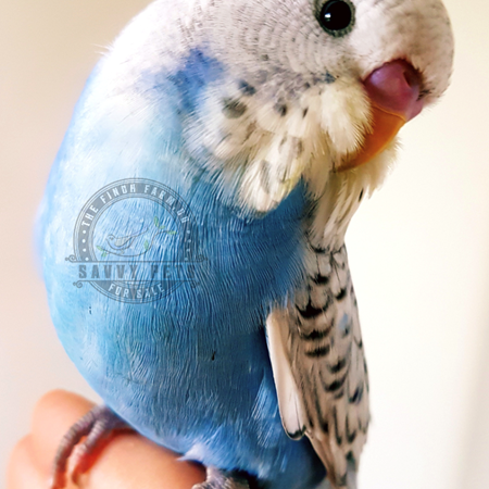 Budgerigar