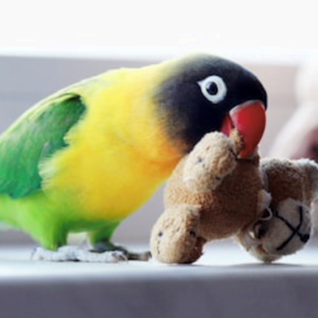 Black Mask Lovebird