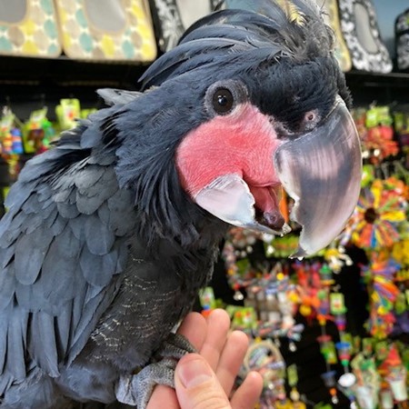 black palm cockatoo price