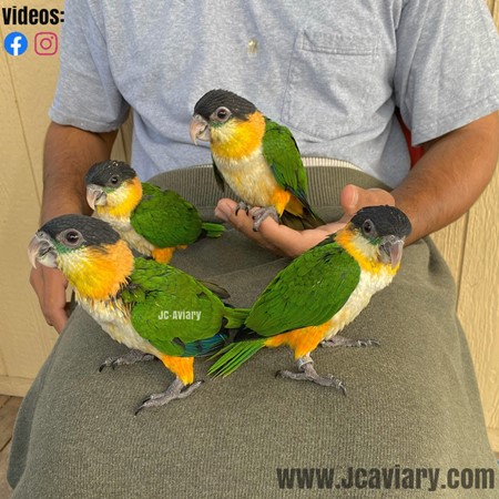 caique plush