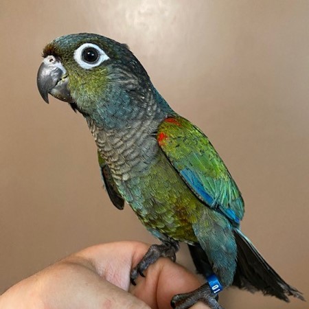 Crimson Bellied Conure #188628 for sale in Rogers City, MI