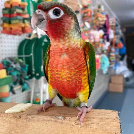 Green Cheek Conure #188686 for sale in Painesville, OH