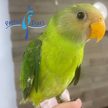 Plum Head Parakeet #188712 for sale in Arlington Heights, IL