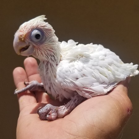 bare eyed cockatoo rescue