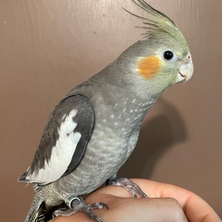 Cockatiel #188799 for sale in Rogers City, MI