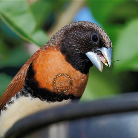 Manikins Finch