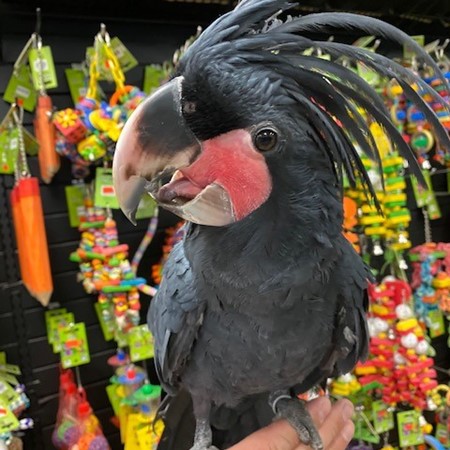 black palm cockatoo for sale