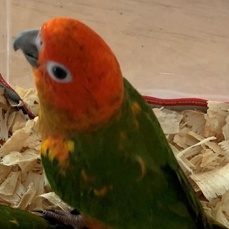 Sun Conure #189151 for sale in Holly, MI