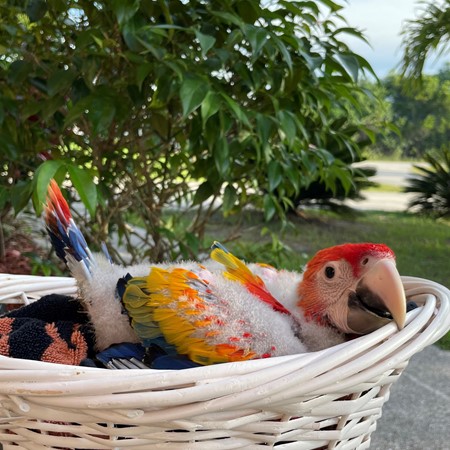 Scarlet Macaw