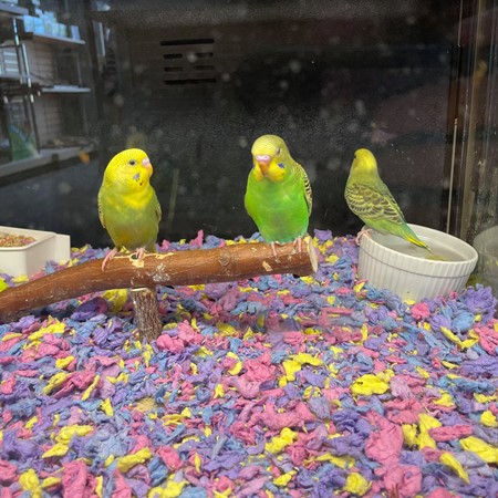 Budgerigar #189420 for sale in Webster, NY