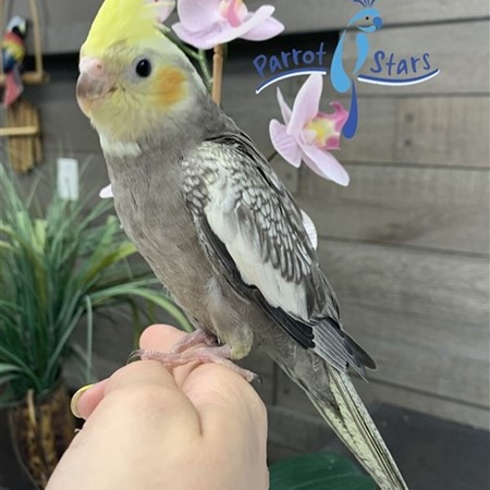 Cockatiel #189469 for sale in Arlington Heights, IL