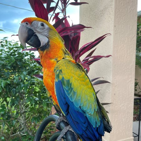 Hybrid Macaw