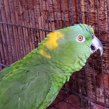 Double Yellow Head Amazon