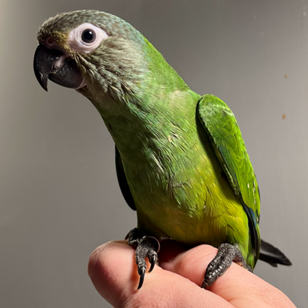 Dusky Conure #192259 for sale in Fallbrook, CA