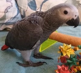 African Grey Congo Parrot