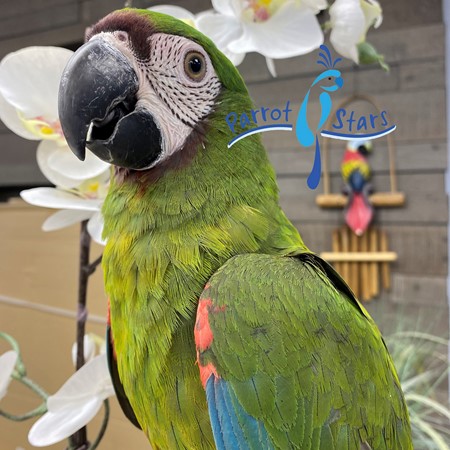 Severe Macaw #192632 for sale in Arlington Heights, IL