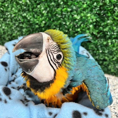 Blue and Gold Macaw #193037 for sale in Flower Mound, TX