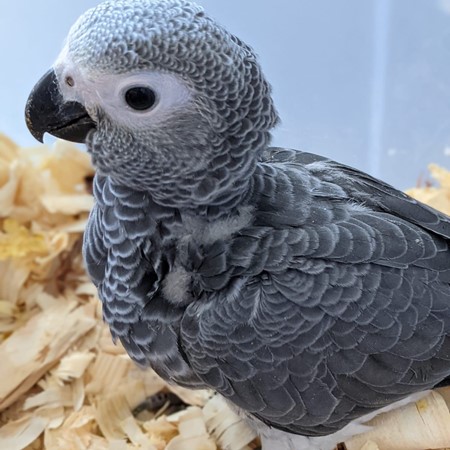 African Grey Congo Parrot #193092 for sale in Flower Mound, TX