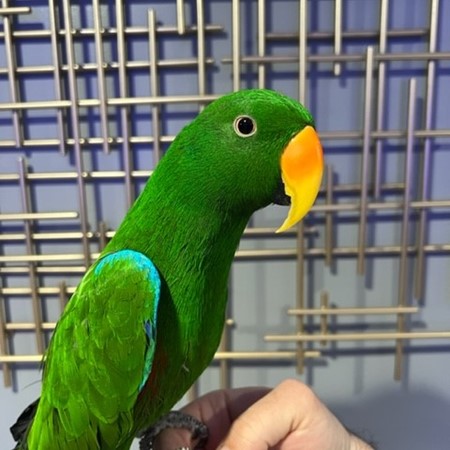 Solomon Island Eclectus #193611 for sale in Niles, IL