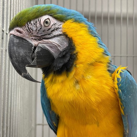 Blue and Gold Macaw #194373 for sale in Webster, NY