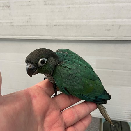Green Cheek Conure