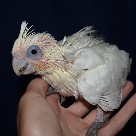 bare eyed cockatoo boomer