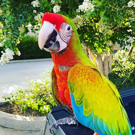 Photo inspiration: Fresh Look at Macaw Birds For Sale In Florida With Price