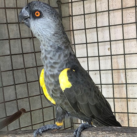 Rueppels Poicephalus