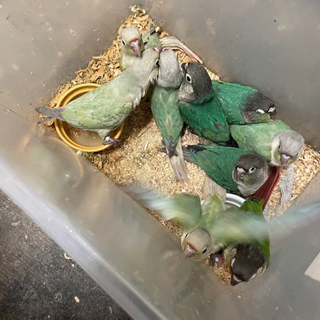 Green Cheek Conure