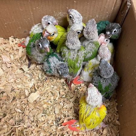 Green Cheek Conure