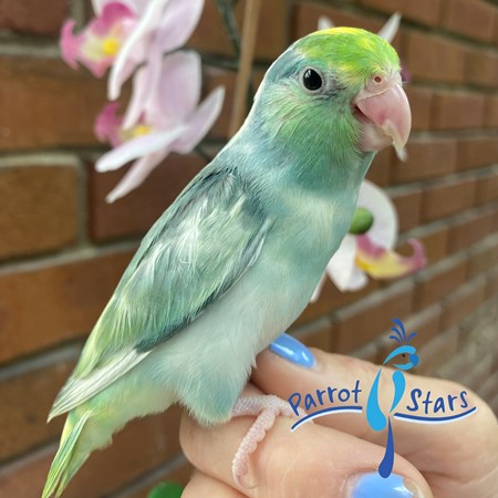 Celestial (Pacific) Parrotlet #195160 for sale in Arlington Heights, IL