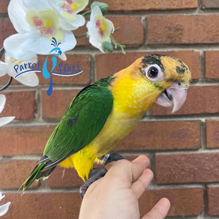 White Bellied Caique #195184 for sale in Arlington Heights, IL