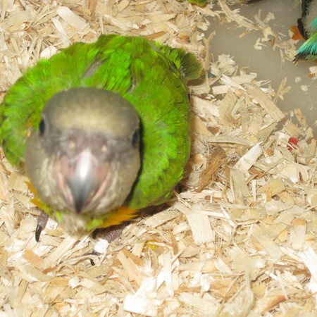 Senegal Poicephalus