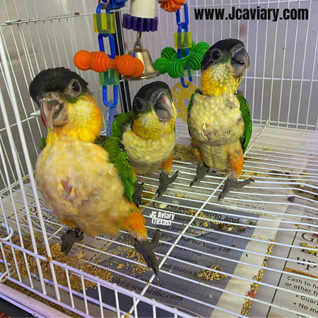 Black Headed Caique #195462 for sale in Austin, TX