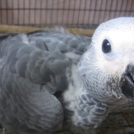 African Grey Congo Parrot