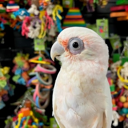 intelligent bare eyed cockatoo