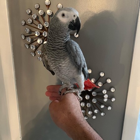 African Grey Congo Parrot #196223 for sale in Des Plaines, IL