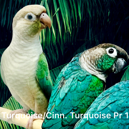 Green Cheek Conure